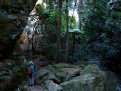 62_04 Tiger Snake Canyon, NSW.JPG