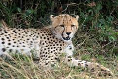27 Kenya - safari in Maasai Mara