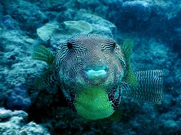 62_11 Diving at Great Barrier Reef, QLD.JPG