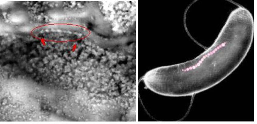 05 ALH84001_magnetite_chain.jpg