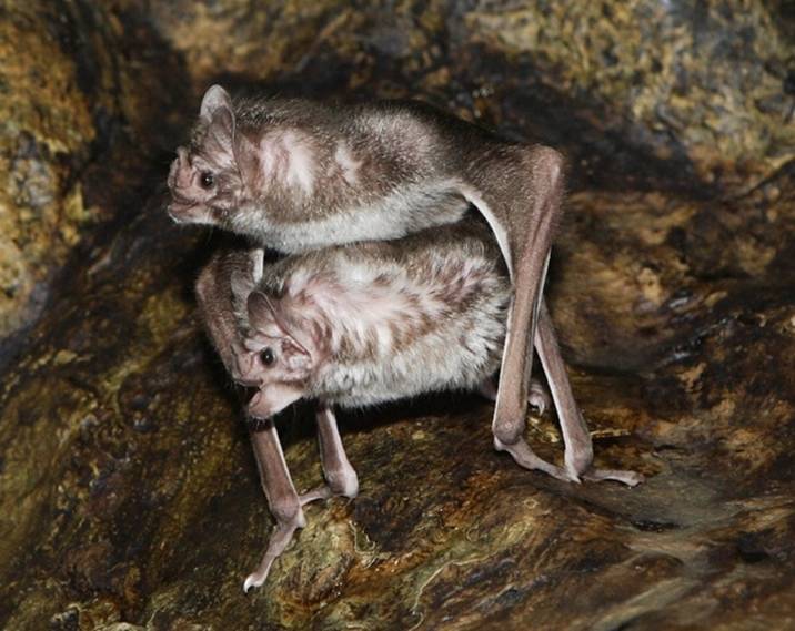 02 vampire-bats-mating.jpg