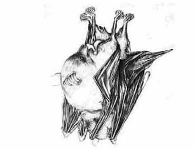 03 bat-sex-behavior.jpg