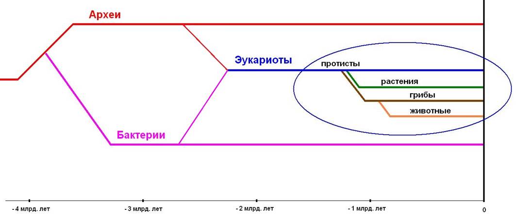 02 Domains of life.jpg