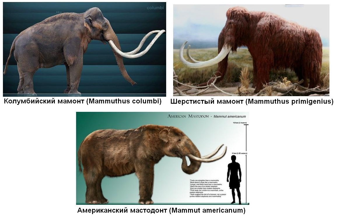 3.2 North America.jpg