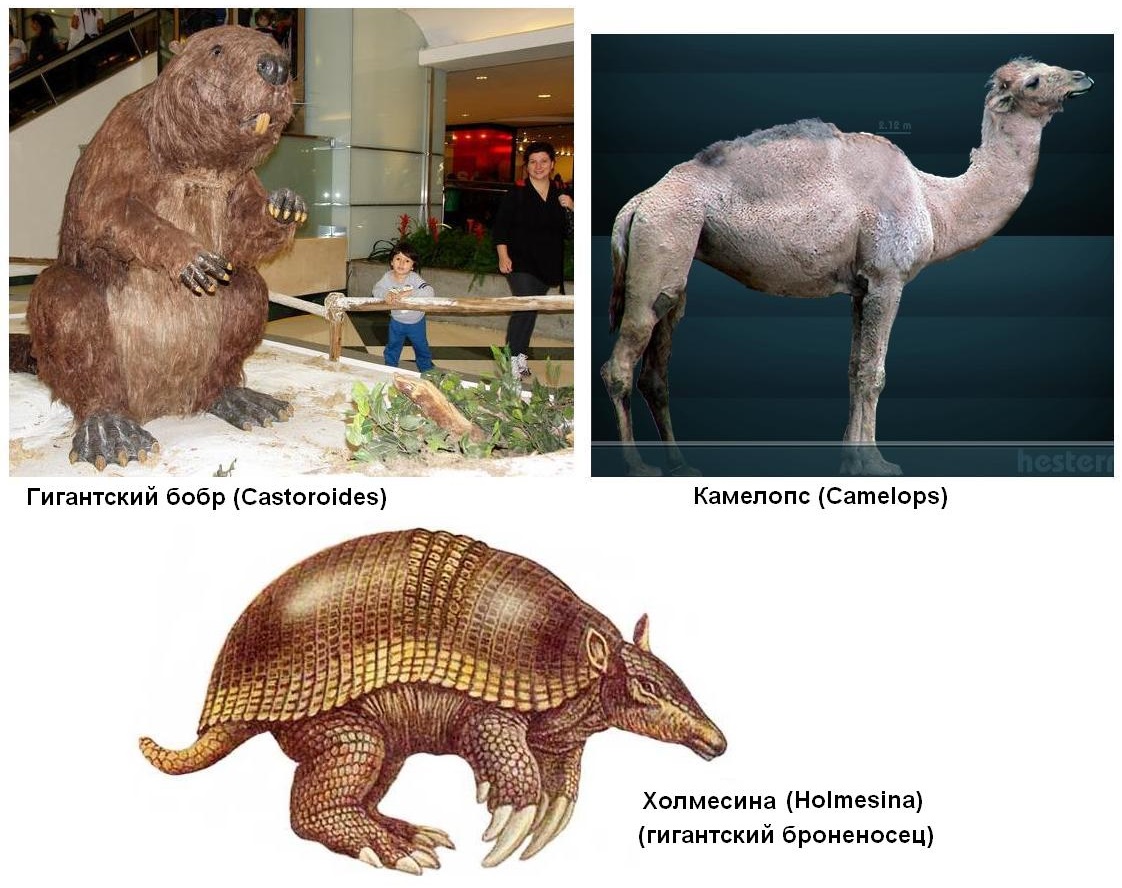 3.4 North America.jpg