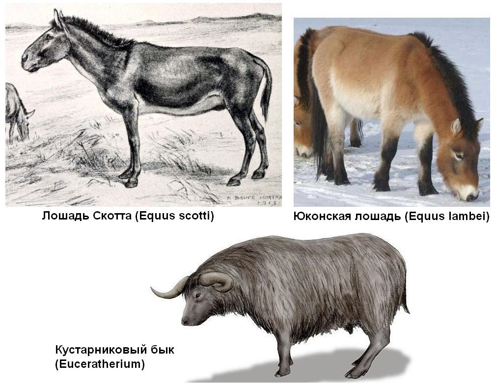 3.5 North America.jpg