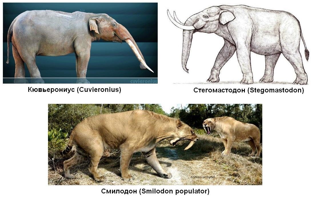 4.2 South America.jpg