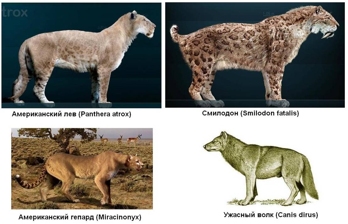 3.1 North America.jpg