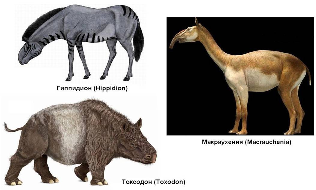 4.3 South America.jpg