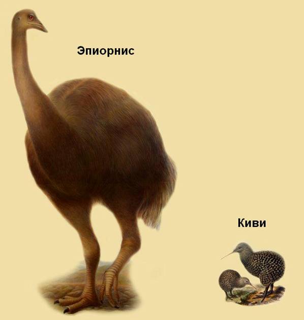 00 Kiwi & Aepyornis.jpg