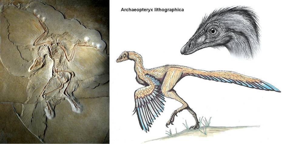 10 Archaeopteryx lithographica.jpg