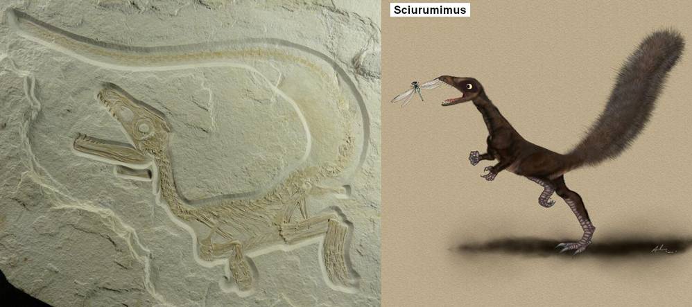 20 Sciurumimus albersdoerferi.jpg