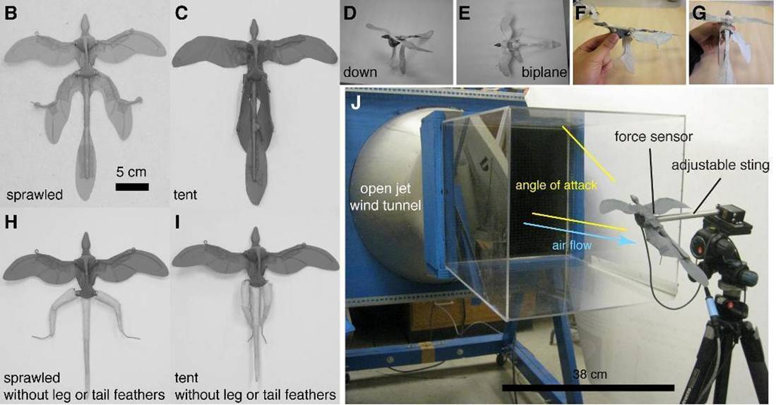 36 Microraptor models.JPG