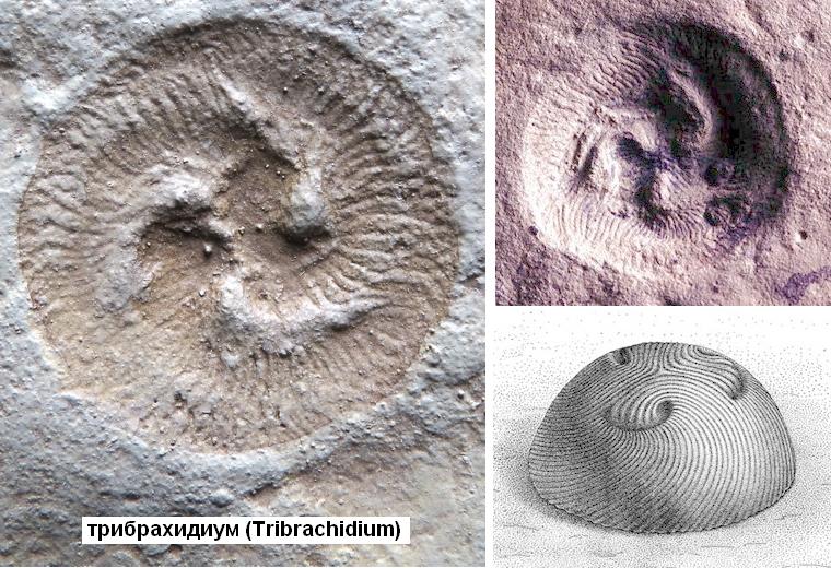 10 Tribrachidium.jpg