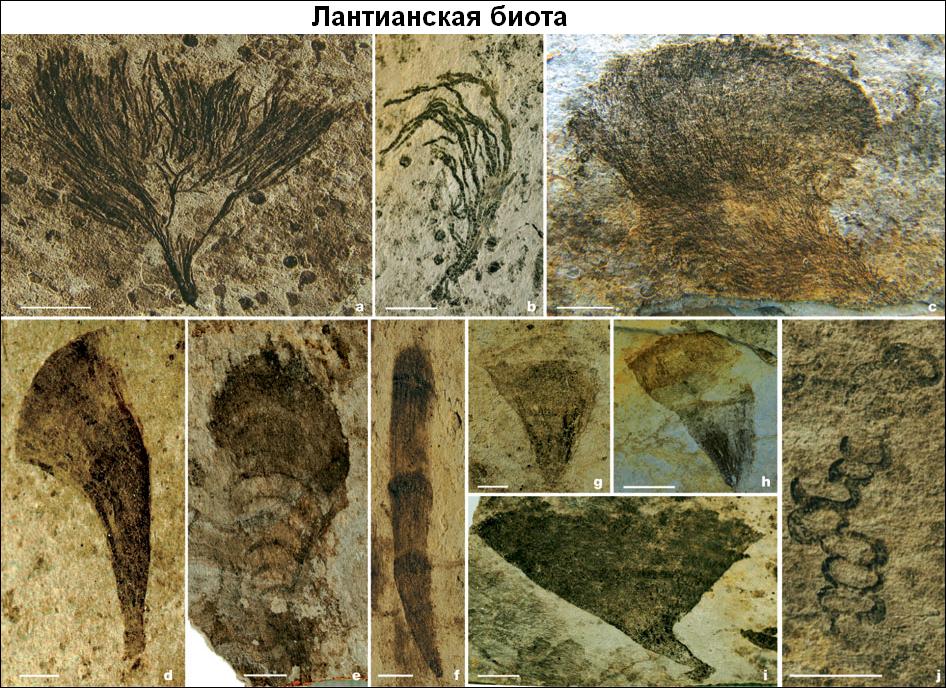 13 Lantian biota.jpg