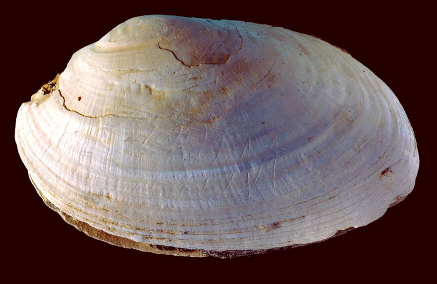 1 image_2317_1e-Homo-erectus-Engraving.jpg