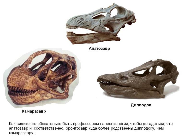 4 Apatosaurus-skull.jpg