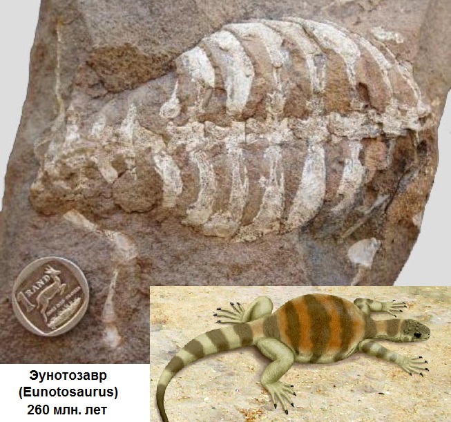 04 Eunotosaurus africanus.jpg