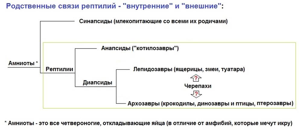 02 Phylogenia of Amniota.jpg