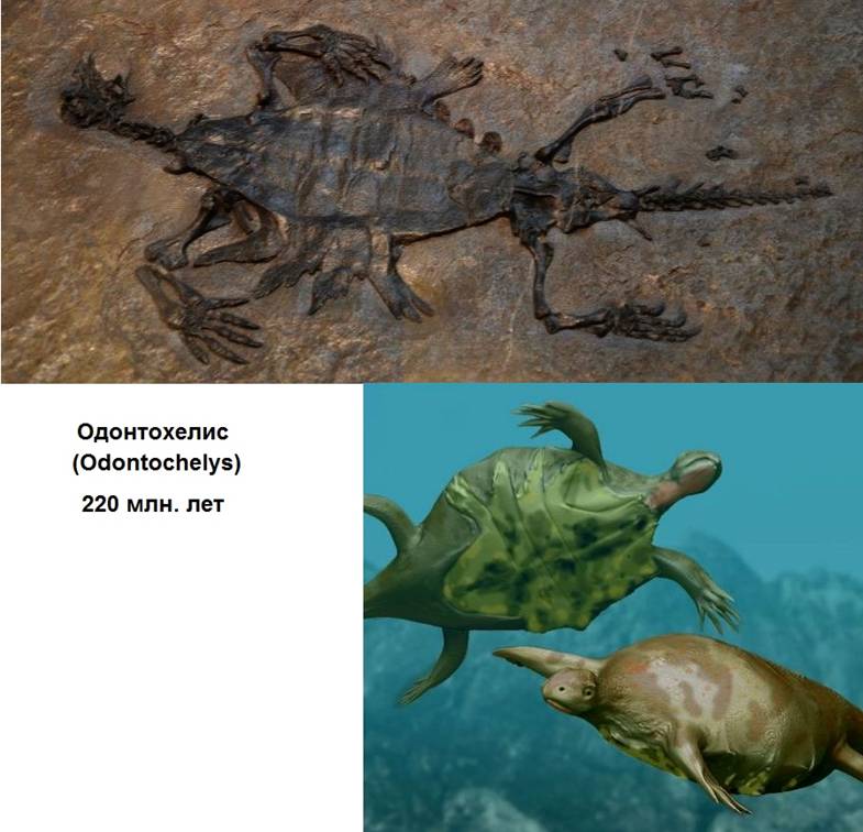06 Odontochelys.jpg