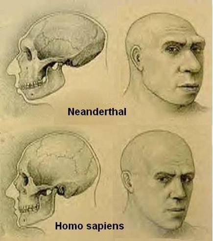 55 Human & Neanderthal faces.jpg