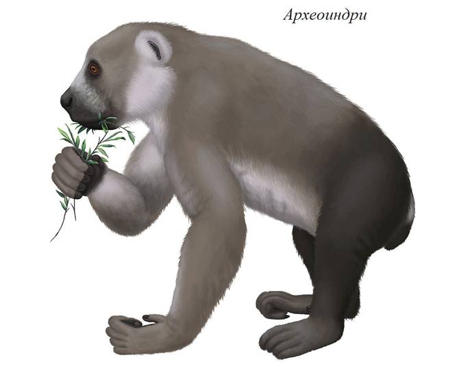 00_1 Archaeoindris fontoynonti.jpg