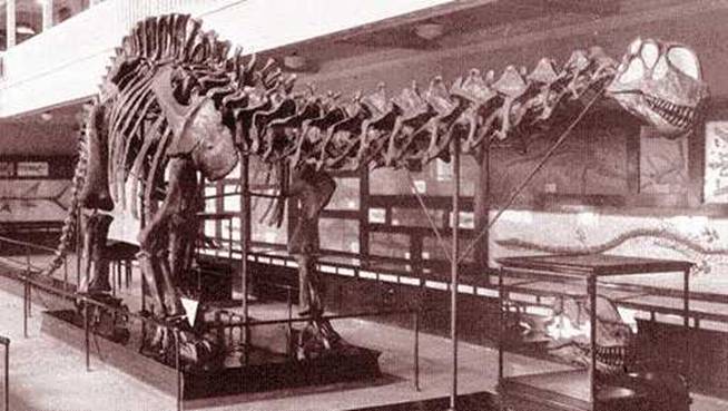 104 Brontosaurus