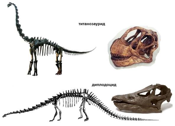 110 Diplodocid & titanosaurid comparation
