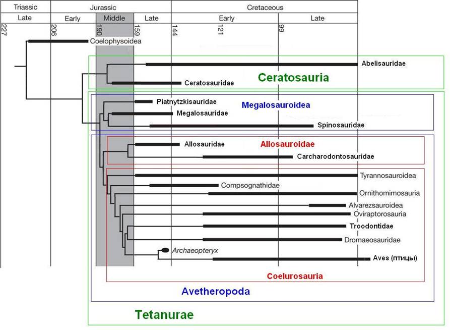 114 Theropod phylogeny