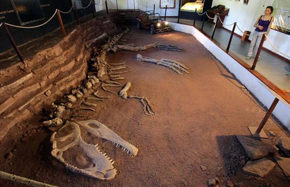 142 Giganotosaurus skeleton