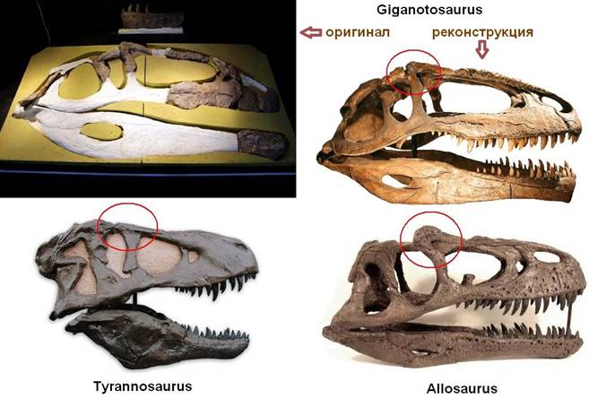 143 Allosauroidea & tyrannosauridae skuls
