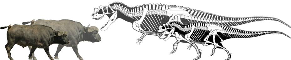 152 Ceratosaurus vs Buffalo