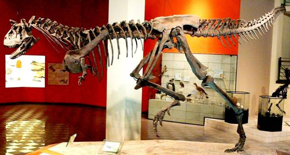 153 Carnotaurus skeleton