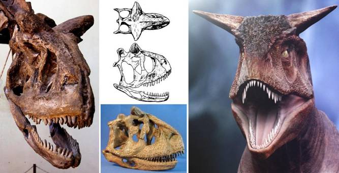 157 Carnotaurus skull & head