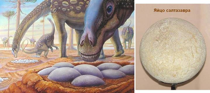 175 Saltasaurus head & eggs