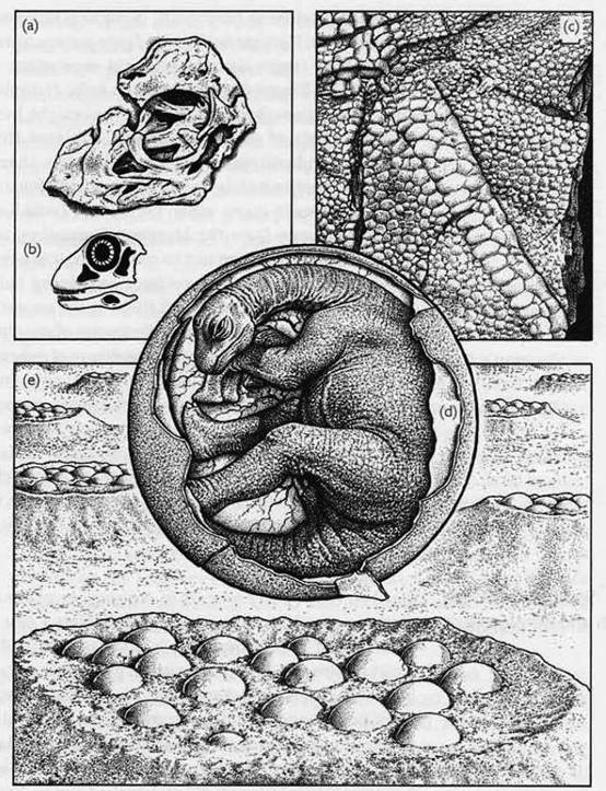 176 Saltasaurus embryo remains