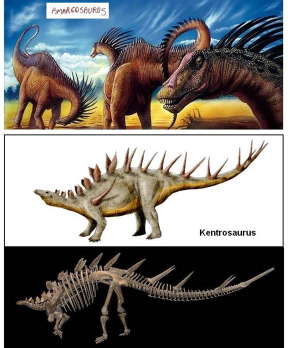 184 Amargasaurus reconstr (spines)
