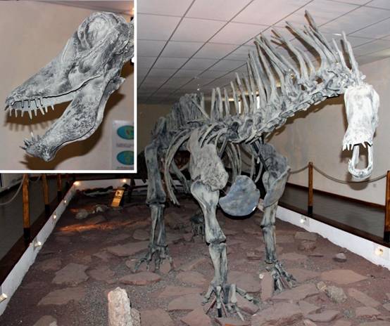 185 Amargasaurus skeleton