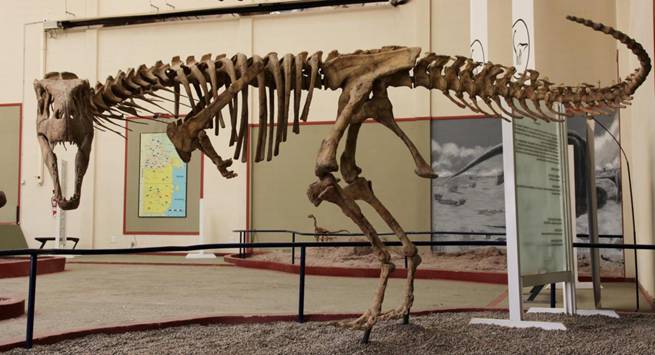 203 Aucasaurus skeleton