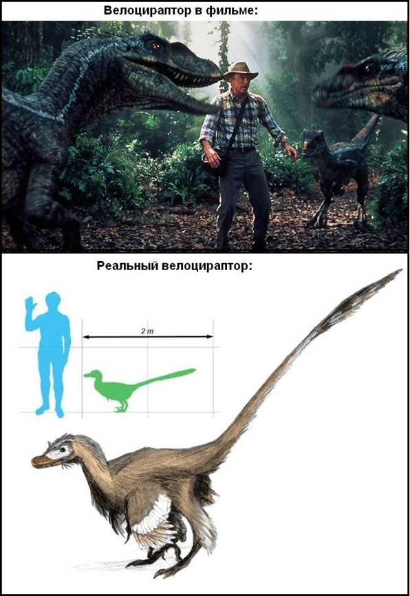 211 Velociraptor