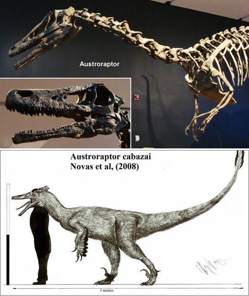 221 Austroraptor