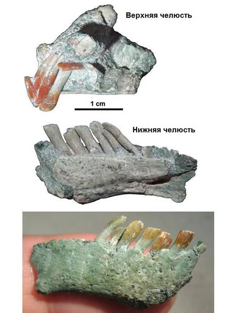 243 Chilesaurus jaws