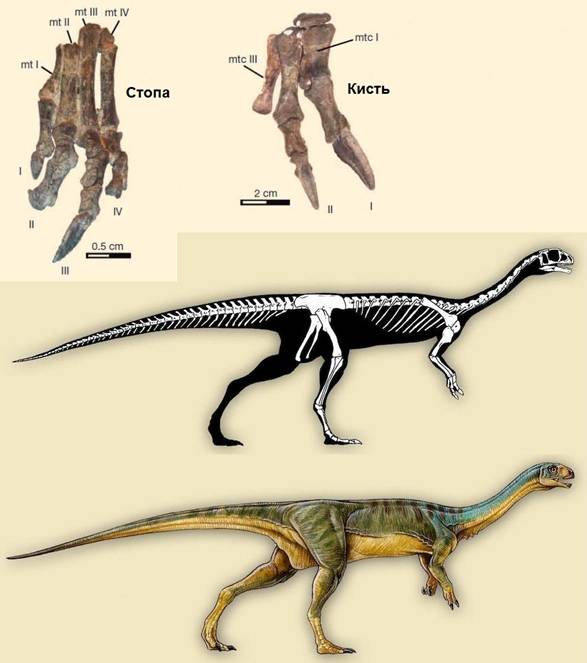 244 Chilesaurus skeleton & reconstr