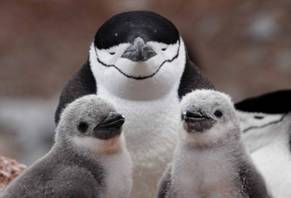 114 Antarctic Peninsula (Jan. 2024).JPG