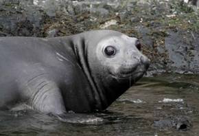 115 Antarctic. South Georgia (Jan. 2024).JPG